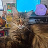blue_screen, brown_fur, cat, charizard_figurine, close_up, collectibles, computer, desk, ditto_plush, feline, fluffy, gaming_memorabilia, green_eyes, indoor, laptop, pet, plush_toy, pokémon_cards, tabby, whiskers