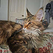 Raikou joined the competition — help win amazing prizes! animal, bed, bedspread, cat, close_up, cozy, cute, domestic, ears, feline, floral_pattern, fluffy_fur, indoor, looking_away, pet, portrait, resting, soft_light, tabby_cat, whiskers