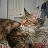 animal, bed, bedspread, cat, close_up, cozy, cute, domestic, ears, feline, floral_pattern, fluffy_fur, indoor, looking_away, pet, portrait, resting, soft_light, tabby_cat, whiskers