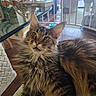 animal, book, cat, chair, cozy, curious, ears, fluffy, fur, furniture, home, indoor, light, pet, relaxing, soft_surface, table, whiskers, window, wuthering_heights