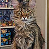 animal, background, cat, close_up, collectibles, cute, domestic, ears, feline, fur, furry, green_eyes, indoors, long_hair, pet, portrait, shelf, tabby, toys, whiskers