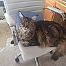 Raikou is registered to the contest to win money with this photo: brown_fur, carpet, cat, comfortable, domestic_animal, ears, feline, fluffy, furniture, home_office, indoor, long_hair, looking_at_camera, office_chair, pet, relaxed, resting, tabby, white_chair, wooden_desk