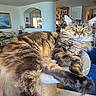 Raikou is registered to the contest to win money with this photo: cat, chair, couch, cozy, fluffy, fur, furniture, home_interior, indoor, lamp, living_room, lounging, painting, paws, pet, relaxed, stretching, tabby_cat, whiskers, window