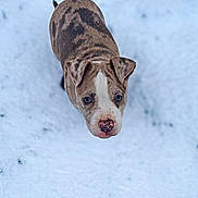 Arès participe au concours pour gagner de l'argent avec cette photo : adorable, animal, brindle, canine, cold, cute, dog, ears, fur, looking_up, nature, nose, outdoor, pet, playful, puppy, snow, walking, winter, young