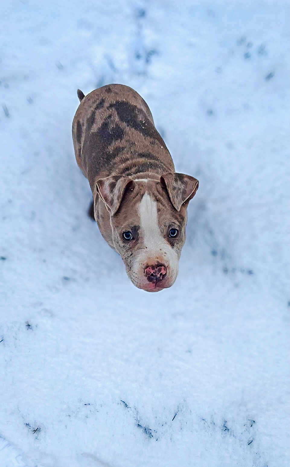 Arès participe au concours pour gagner de l'argent avec cette photo : adorable, animal, brindle, canine, cold, cute, dog, ears, fur, looking_up, nature, nose, outdoor, pet, playful, puppy, snow, walking, winter, young