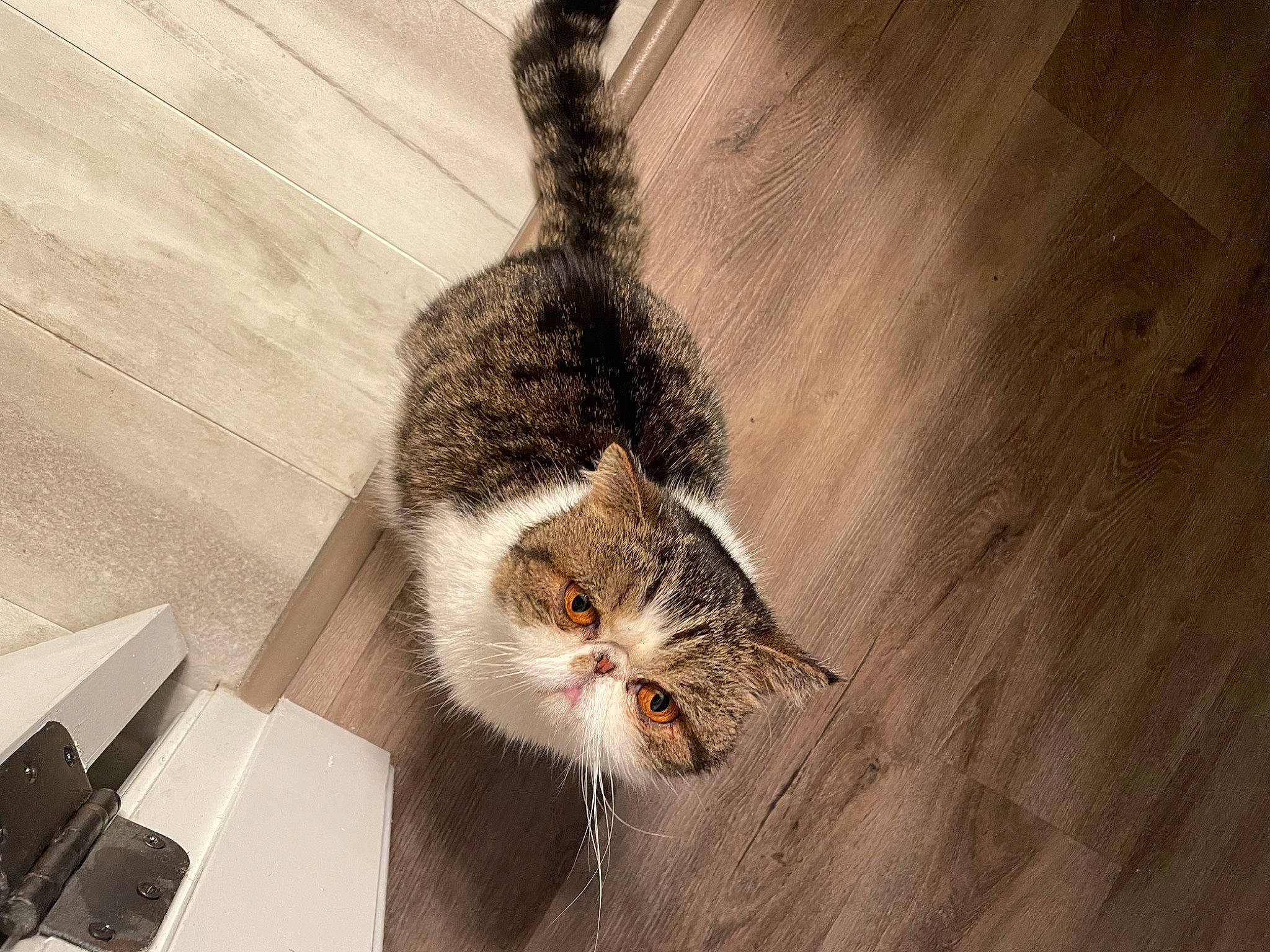 Dottie is registered to the contest to win money with this photo: box, carnivore, cat, claw, comfort, computer_keyboard, domestic_short_haired_cat, felidae, flooring, fur, hardwood, office_supplies, paw, plant, small_to_medium_sized_cats, snout, tail, whiskers, window, wood