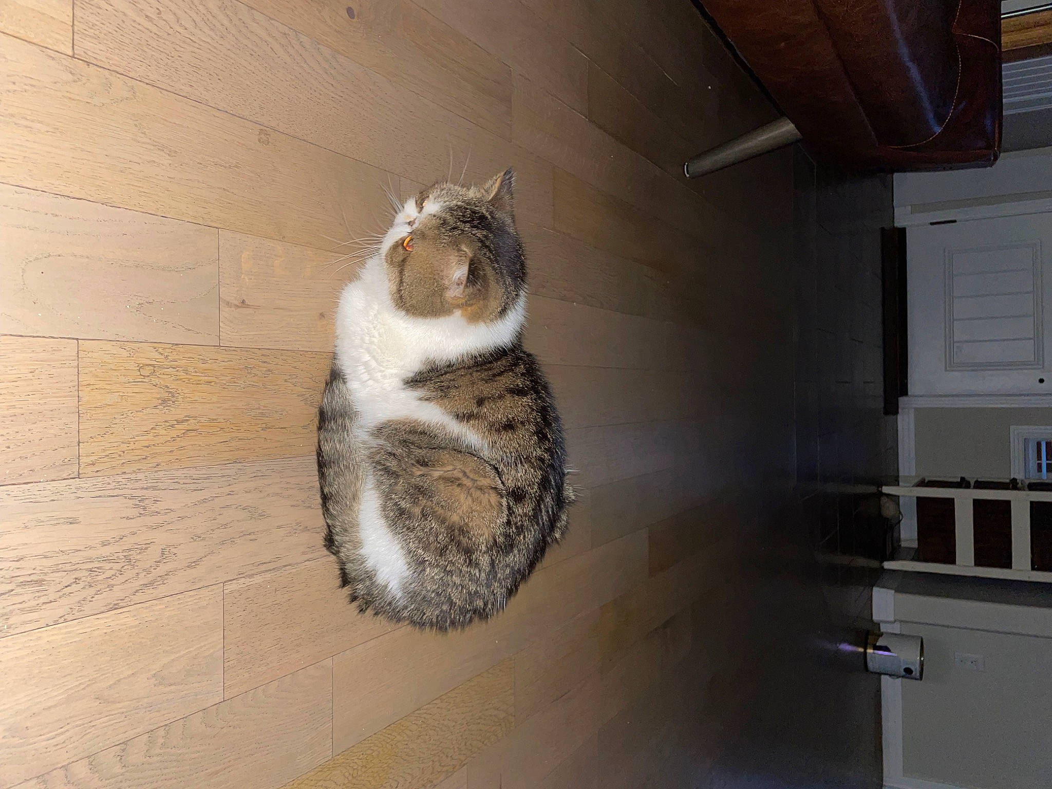 Dottie is registered to the contest to win money with this photo: carnivore, cat, cat_supply, ceiling, domestic_short_haired_cat, felidae, flooring, fur, hardwood, laminate_flooring, room, shelf, small_to_medium_sized_cats, stairs, tail, terrestrial_animal, whiskers, window, wood, wood_flooring