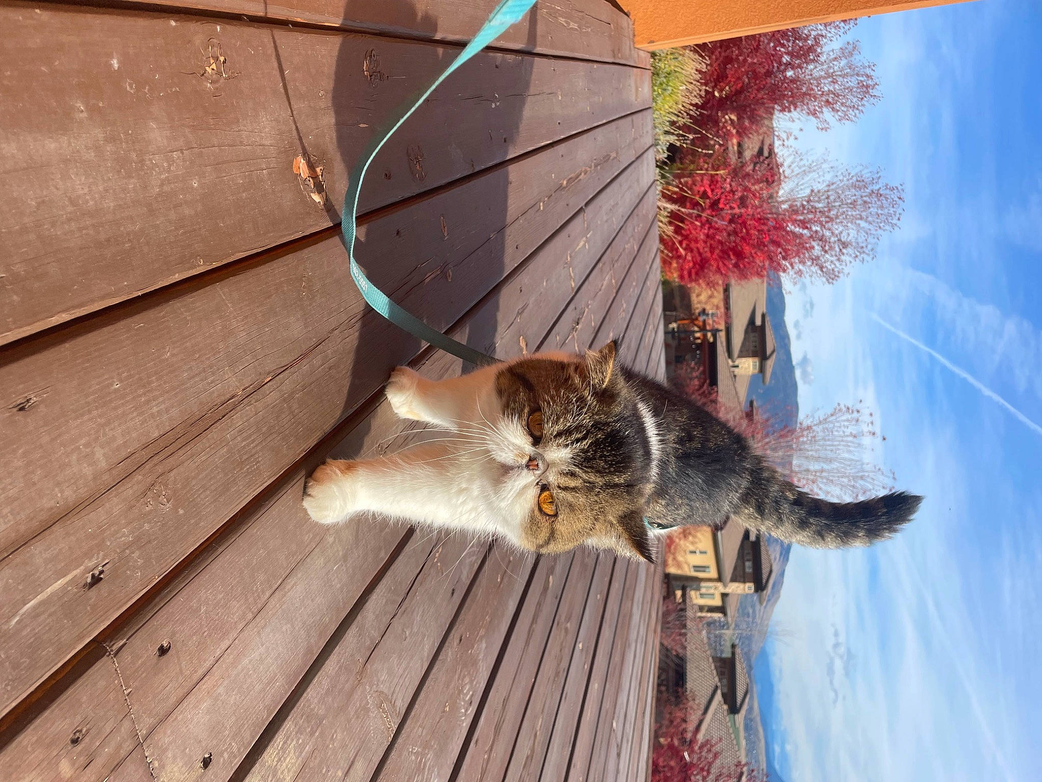 Dottie is registered to the contest to win money with this photo: carnivore, cat, cloud, domestic_short_haired_cat, felidae, flooring, flowerpot, fur, hardwood, leisure, plank, plant, sky, small_to_medium_sized_cats, tail, tree, twig, water, whiskers, wood