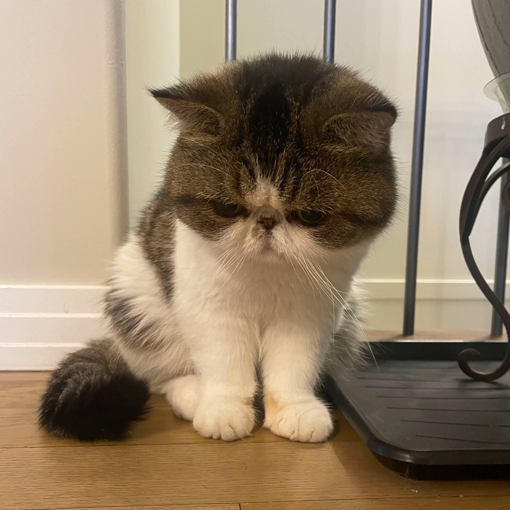 Dottie joined the competition — help win amazing prizes! carnivore, cat, claw, comfort, domestic_short_haired_cat, felidae, flooring, fur, hardwood, human_leg, laminate_flooring, paw, small_to_medium_sized_cats, snout, tail, vertebrate, whiskers, window, wood, wood_flooring