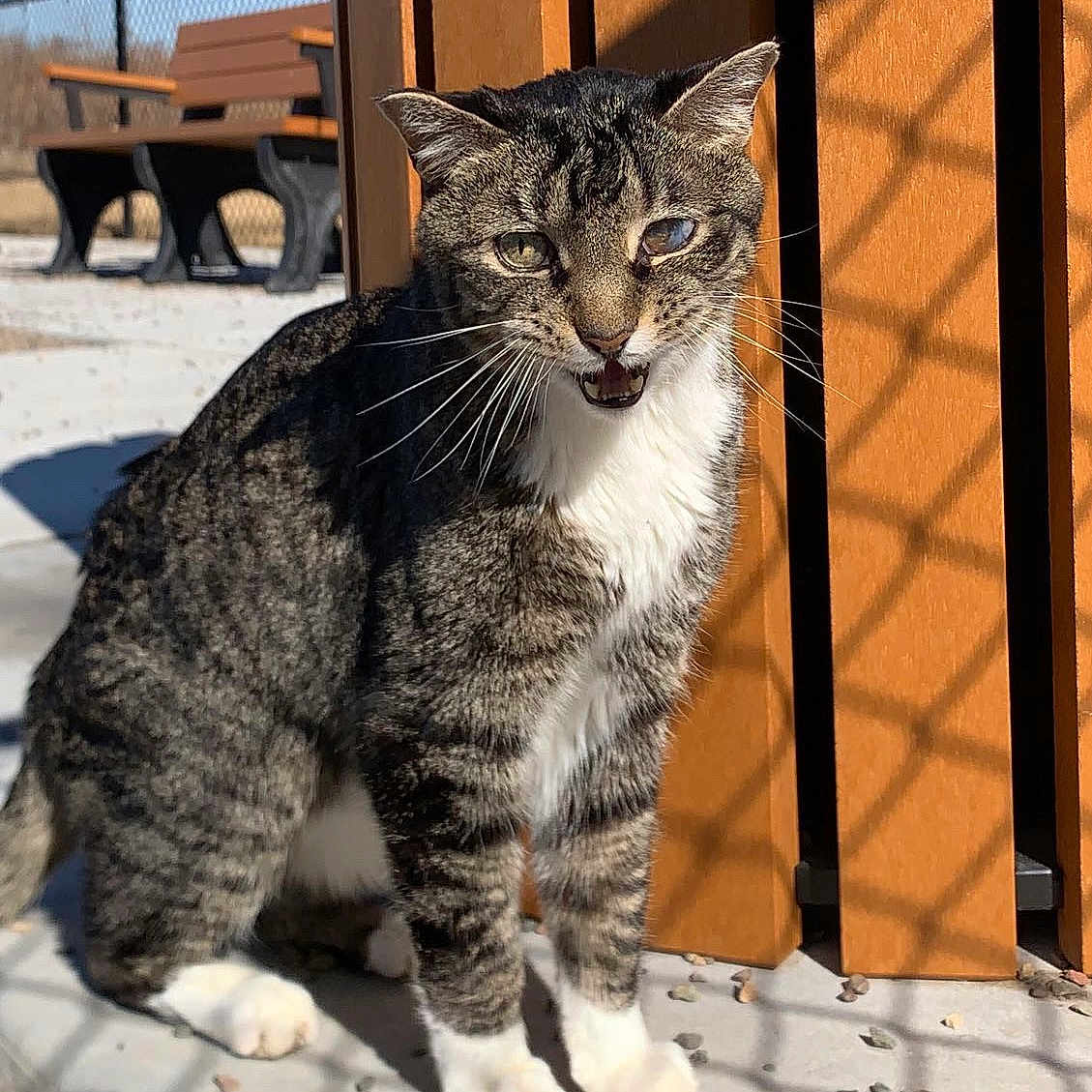 Skid is registered to the contest to win money with this photo: abyssinian, animal, architecture, bench, building, cat, city, egyptiancat, furniture, house, housing, kitten, manx, outdoors, pet, porch, road, shelter, street, wood