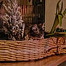 animal, basket, blurred, brown, cat, cozy, decor, furniture, greenery, home, indoor, leaf, nature, pet, plant, relaxing, resting, still_life, tabletop, wooden_surface