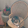 Biscotte participe au concours pour gagner de l'argent avec cette photo : carpet, cat, cozy, cushion, decor, feline, fluffy, furniture, indoors, living_room, long_hair, ottoman, pet, plant, portrait, resting, sitting, tabby, white_chest, wicker_chair