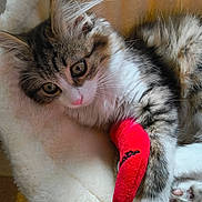 Biscotte participe au concours pour gagner de l'argent avec cette photo : kitten, cat, feline, pet, animal, fluffy, paw, bandage, red_bandage, resting, soft_blanket, indoor, cute, young_cat, whiskers, ears, fur, closeup, comfort, sleepy