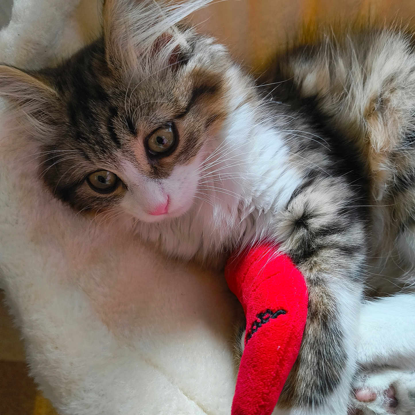 Biscotte participe au concours pour gagner de l'argent avec cette photo : kitten, cat, feline, pet, animal, fluffy, paw, bandage, red_bandage, resting, soft_blanket, indoor, cute, young_cat, whiskers, ears, fur, closeup, comfort, sleepy