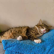 Biscotte a rejoint le concours — aidez-le/la à gagner de superbes lots ! blanket, blue_blanket, cat, closed_eyes, couch, cozy, cute, domestic_animal, fluffy, furry, green_toy, indoors, pet, pink_nose, plush_toy, relaxed, resting, sleeping, tabby_cat, white_paws