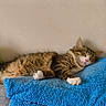 blanket, blue_blanket, cat, closed_eyes, couch, cozy, cute, domestic_animal, fluffy, furry, green_toy, indoors, pet, pink_nose, plush_toy, relaxed, resting, sleeping, tabby_cat, white_paws