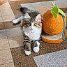 animal, cat, cord, curious, cute, feline, floor, fluffy, green_eyes, indoor, kitten, leaf, orange, pattern, pet, relaxed, scratching_post, tile, toy, white_paws
