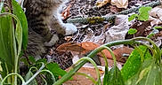 Biscotte participe au concours pour gagner de l'argent avec cette photo : adorable, animal, brown, cat, curious, eyes, fur, greenery, ground, harness, kitten, leaves, nature, outdoor, pets, plants, small, white, wildlife, young