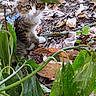 adorable, animal, brown, cat, curious, eyes, fur, greenery, ground, harness, kitten, leaves, nature, outdoor, pets, plants, small, white, wildlife, young