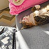 Biscotte participe au concours pour gagner de l'argent avec cette photo : black_fur, blanket, calico_cat, cat, couch, cozy, fluffy, fur, home_decor, indoor, lounging, orange_fur, paws, pink_nose, relaxed, sleeping, sunlight, throw_blanket, upside_down, white_fur