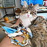 accessory, blue, cat, chain, cozy, furniture, furry, gold, golden_eyes, heater, home, indoor, lap, person, pet, playful, relaxed, tabby_cat, television, white