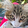 Biscotte participe au concours pour gagner de l'argent avec cette photo : animal, cat, close_up, curious, cute, domestic, ears, eyes, feline, fluffy, fur, kitten, mammal, nature, outdoor, pet, portrait, soft, whiskers, young