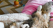 Biscotte participe au concours pour gagner de l'argent avec cette photo : carpet, cat, comfortable, cozy, cute, feline, fluffy, fur, home, indoor, kitten, living_room, nap, pet, pink_blanket, relaxed, resting, sleeping, toy, warm