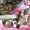 carpet, cat, comfortable, cozy, cute, feline, fluffy, fur, home, indoor, kitten, living_room, nap, pet, pink_blanket, relaxed, resting, sleeping, toy, warm