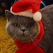 Ulia a rejoint le concours — aidez-le/la à gagner de superbes lots ! cat, gray_cat, santa_hat, scarf, holiday, christmas, pet, animal, whiskers, feline, indoor, carpet, yellow_carpet, costume, festive, closeup, portrait, cute, face, fur