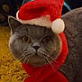 cat, gray_cat, santa_hat, scarf, holiday, christmas, pet, animal, whiskers, feline, indoor, carpet, yellow_carpet, costume, festive, closeup, portrait, cute, face, fur