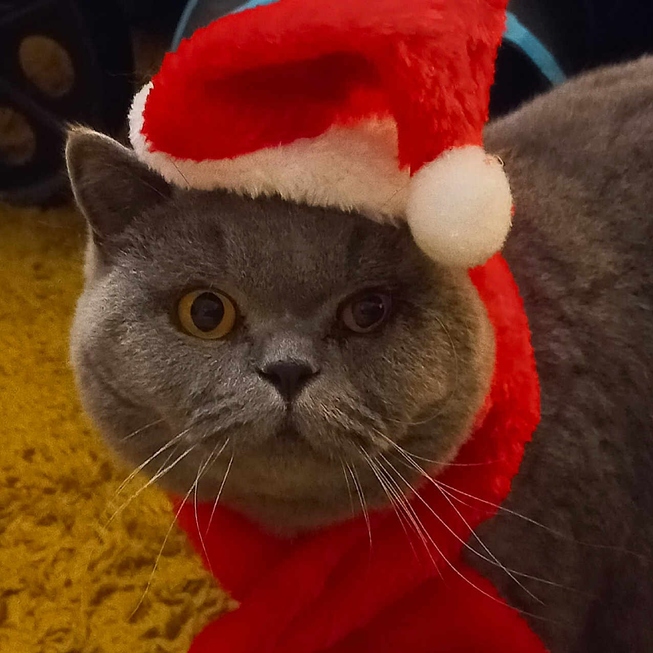 Ulia a rejoint le concours — aidez-le/la à gagner de superbes lots ! animal, carpet, cat, christmas, closeup, costume, cute, face, feline, festive, fur, gray_cat, holiday, indoor, pet, portrait, santa_hat, scarf, whiskers, yellow_carpet