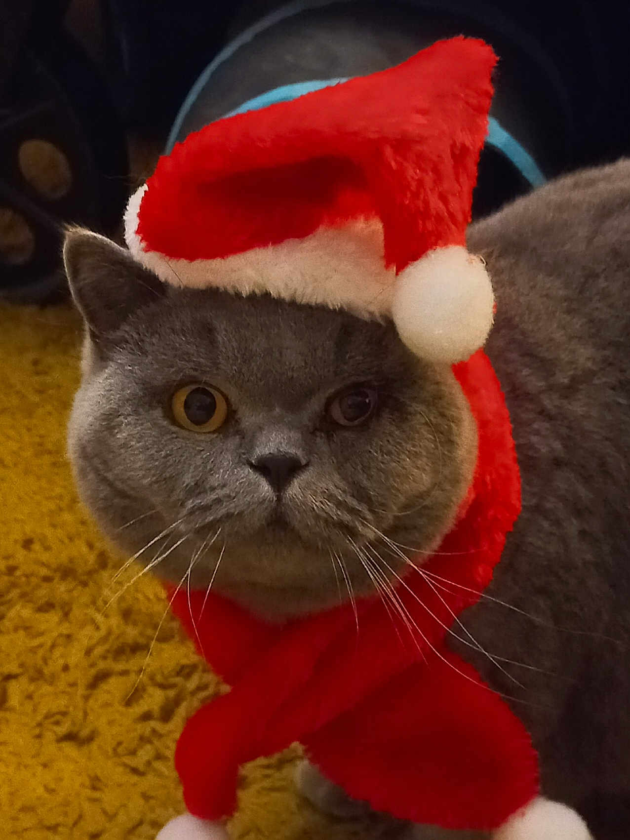 Ulia a rejoint le concours — aidez-le/la à gagner de superbes lots ! cat, gray_cat, santa_hat, scarf, holiday, christmas, pet, animal, whiskers, feline, indoor, carpet, yellow_carpet, costume, festive, closeup, portrait, cute, face, fur