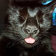 Ebony is registered to the contest to win money with this photo: black_cat, cat, close_up, tongue_out, whiskers, fur, pet, animal, cute, playful, domestic_cat, indoor, muzzle, face, feline, sleepy, adorable, nose, portrait, furry
