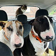 Lovia Et Kayser participe au concours pour gagner de l'argent avec cette photo : bull_terrier, dog, cat, car_interior, backseat, collar, pet, animal, window, seat, headrest, furry, domestic_animal, looking, indoor, vehicle, companion, curious, resting, travel