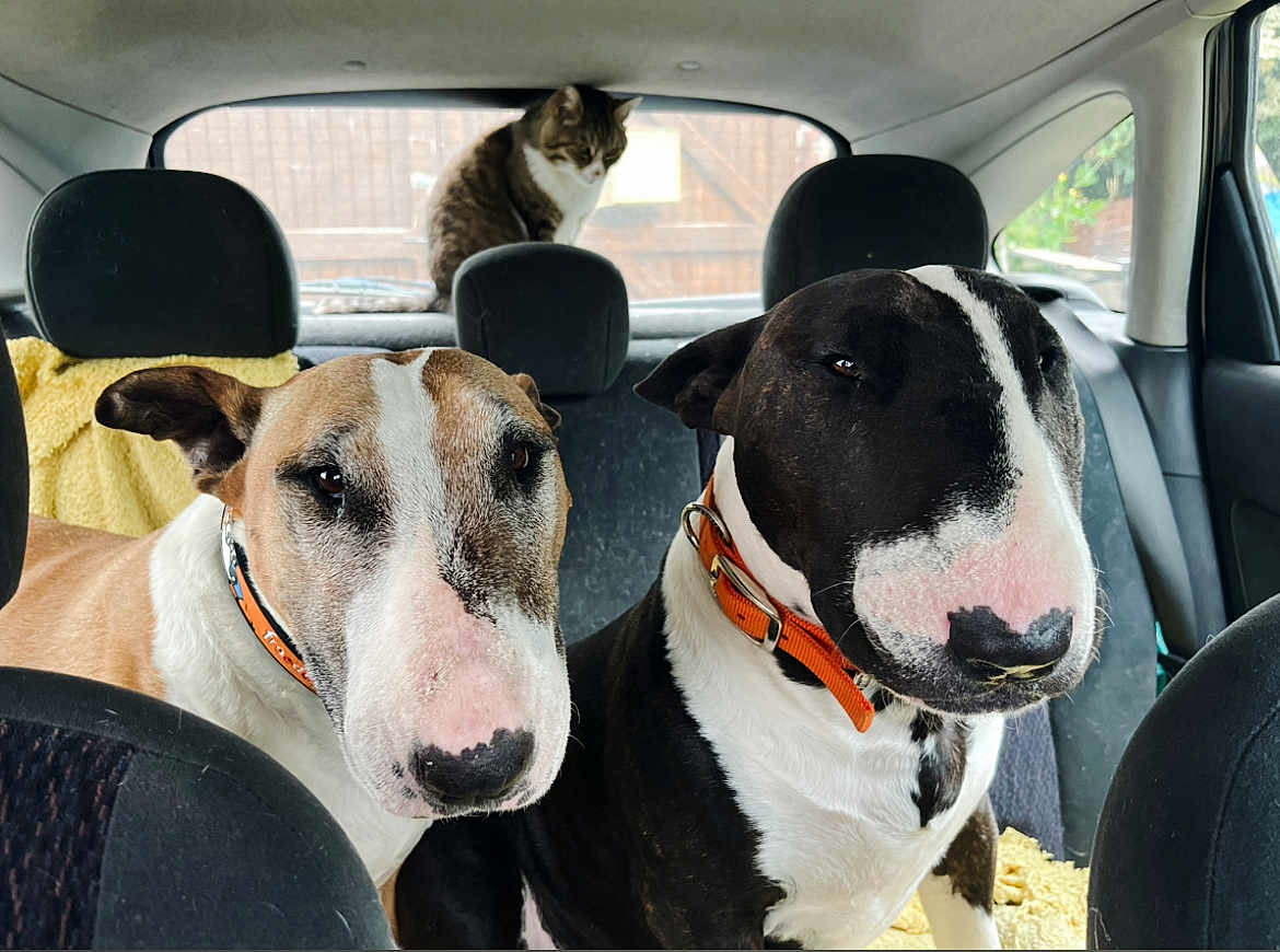 Lovia Et Kayser participe au concours pour gagner de l'argent avec cette photo : bull_terrier, dog, cat, car_interior, backseat, collar, pet, animal, window, seat, headrest, furry, domestic_animal, looking, indoor, vehicle, companion, curious, resting, travel
