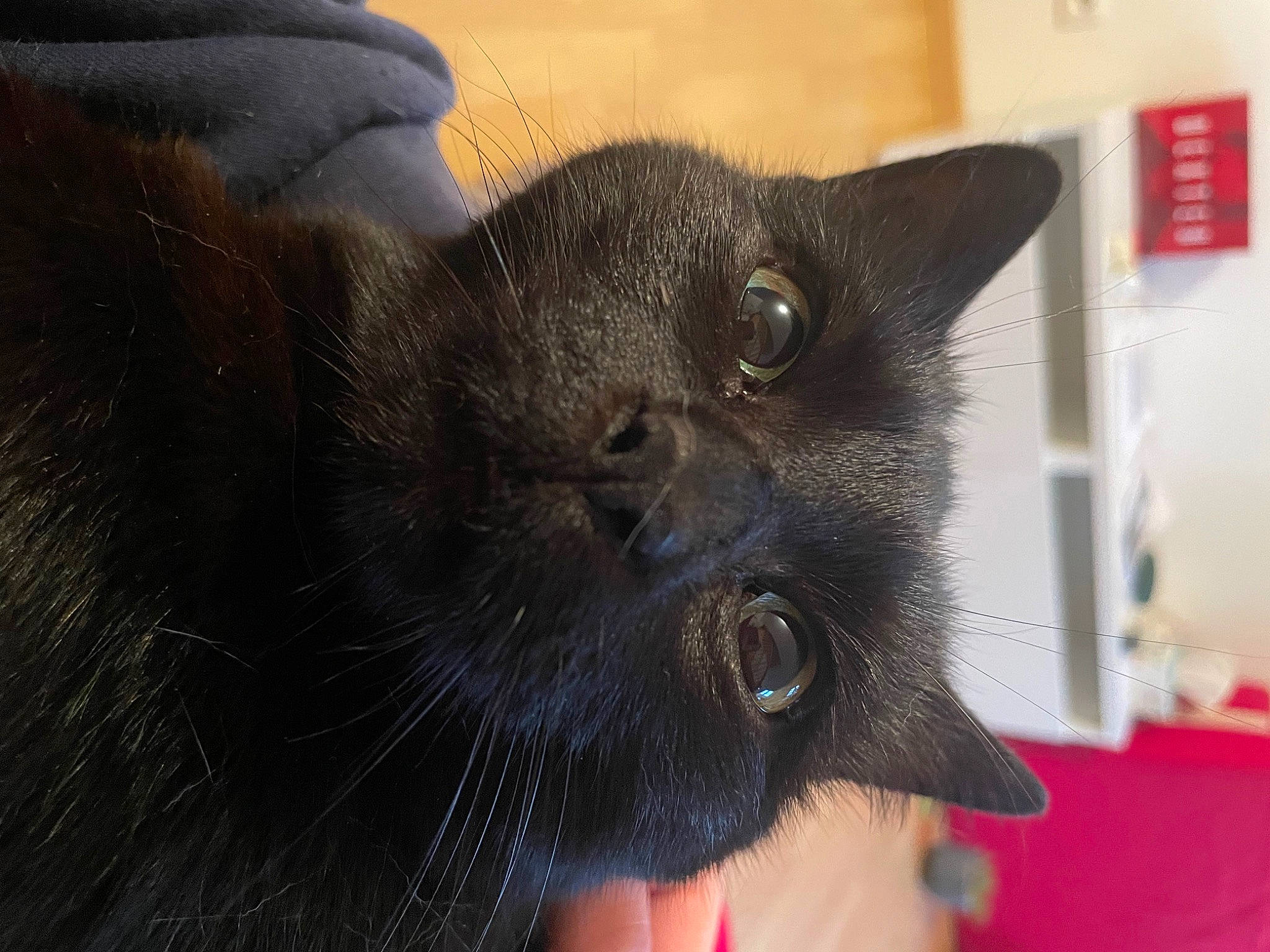 Galaxy Et Noisette participe au concours pour gagner de l'argent avec cette photo : black_cat, bombay, carnivore, cat, chartreux, claw, domestic_short_haired_cat, eye, felidae, fur, korat, small_to_medium_sized_cats, snout, tail, terrestrial_animal, whiskers