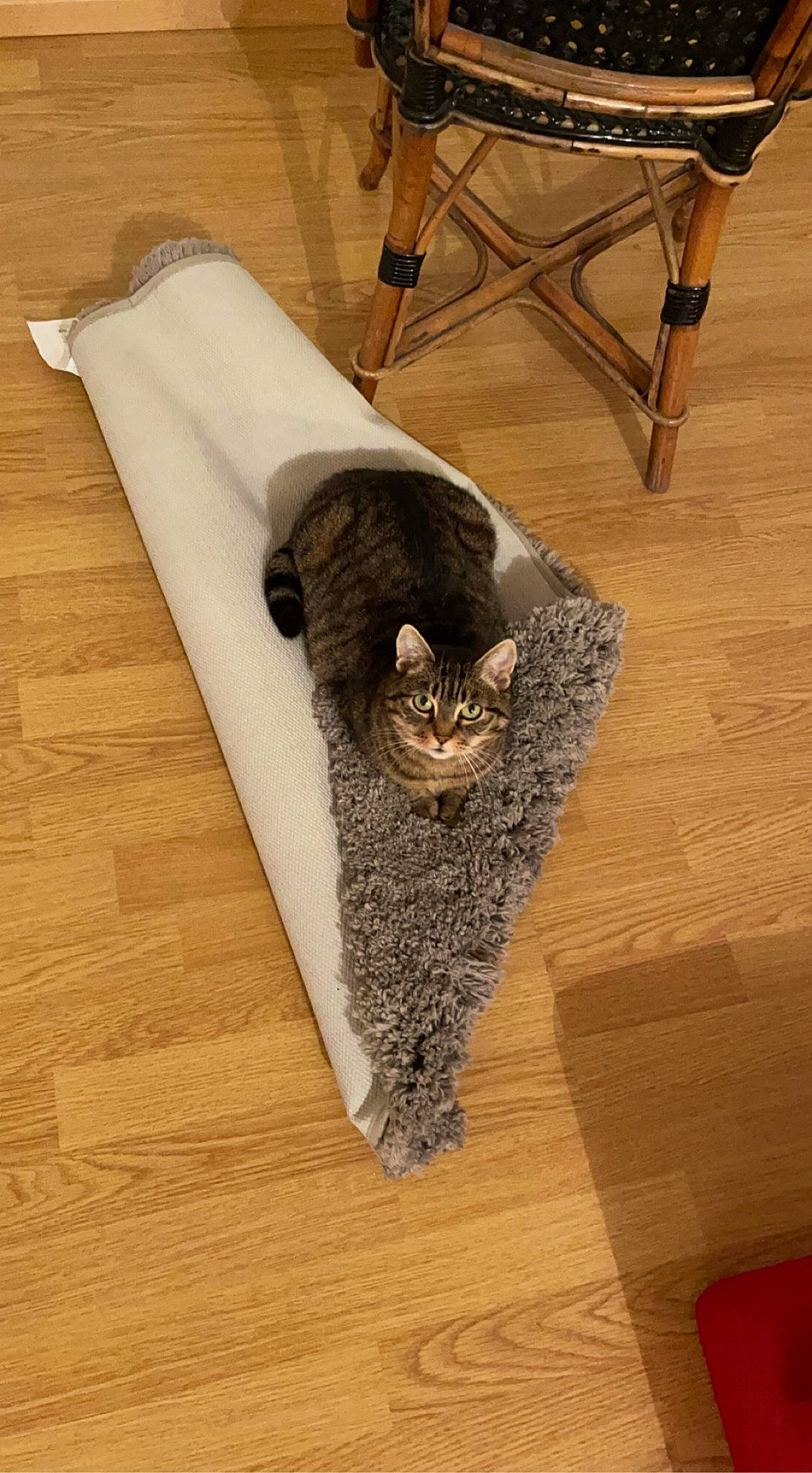 Galaxy Et Noisette a rejoint le concours — aidez-le/la à gagner de superbes lots ! carnivore, cat, cat_supply, comfort, domestic_short_haired_cat, fawn, felidae, floor, flooring, fur, grey, hardwood, laminate_flooring, pet_supply, small_to_medium_sized_cats, tail, whiskers, wood, wood_flooring, wood_stain