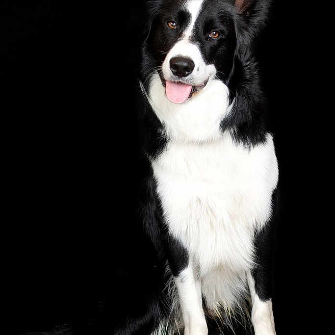 Rio participe au concours pour gagner de l'argent avec cette photo : accessories, animal, bodypart, canine, cockerspaniel, collie, dog, face, head, husky, leash, mouth, person, pet, photography, portrait, puppy, snout, teeth, whitedog