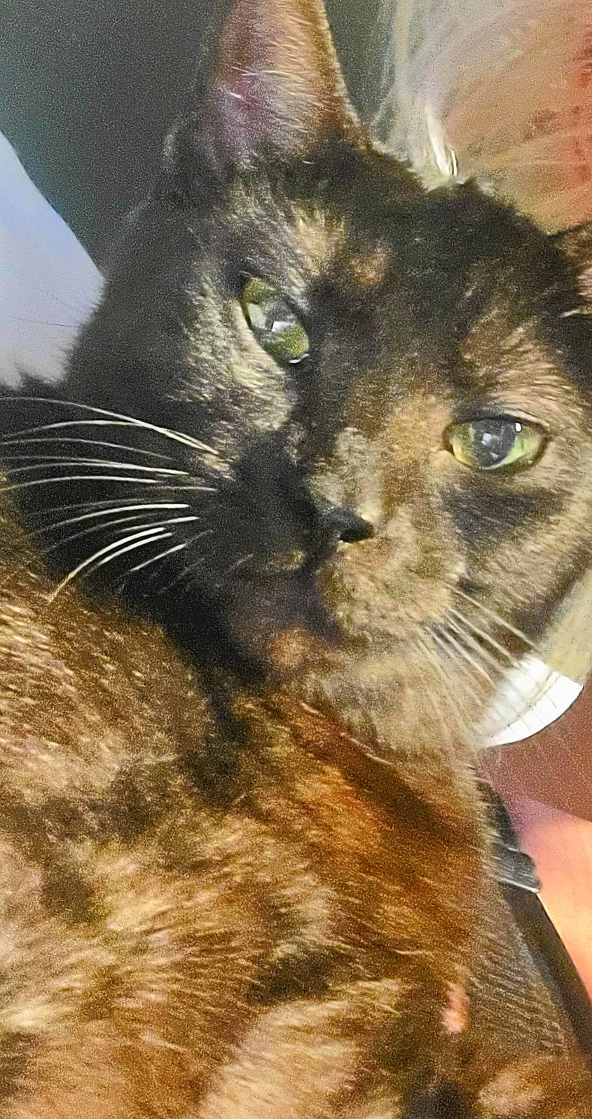 Presley is registered to the contest to win money with this photo: big_cats, black_cat, carnivore, cat, domestic_short_haired_cat, eye, felidae, fur, small_to_medium_sized_cats, snout, terrestrial_animal, whiskers, wildlife, window, working_animal