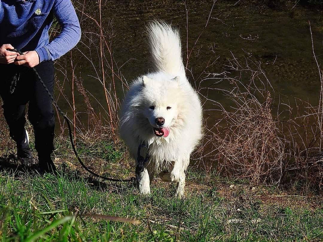 Irish a rejoint le concours — aidez-le/la à gagner de superbes lots ! american_eskimo_dog, canidae, carnivore, companion_dog, dog, dog_breed, formal_wear, fur, german_spitz_mittel, goats, grass, plant, samoyed, spitz, sporting_group, tail, tree, volpino_italiano, walking, whiskers