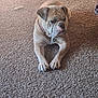 Angel is registered to the contest to win money with this photo: animal, brown, bulldog, canine, carpet, collar, companion, cute, dog, domestic_animal, floor, indoor, laying_down, paw, pet, portrait, relaxed, resting, short_hair, toys