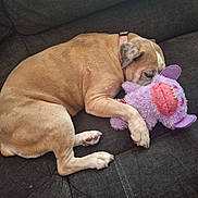 Angel joined the competition — help win amazing prizes! dog, tan_dog, sleeping, plush_toy, purple_toy, couch, indoor, pet, resting, cozy, animal, closeup, paw, fur, collar, cute, companion, relaxing, soft_toy, home