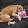 dog, tan_dog, sleeping, plush_toy, purple_toy, couch, indoor, pet, resting, cozy, animal, closeup, paw, fur, collar, cute, companion, relaxing, soft_toy, home
