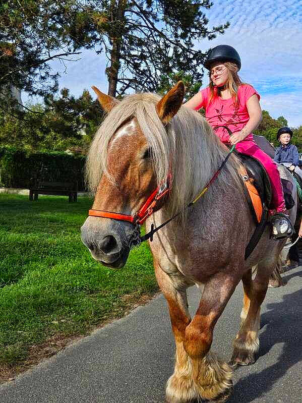 Lisea participe au concours pour gagner de l'argent avec cette photo : bit, bridle, eye, halter, hat, headwear, horse, horse_supplies, horse_tack, jacket, livestock, mane, outdoor_recreation, pack_animal, person, plant, rein, saddle, sky, snout