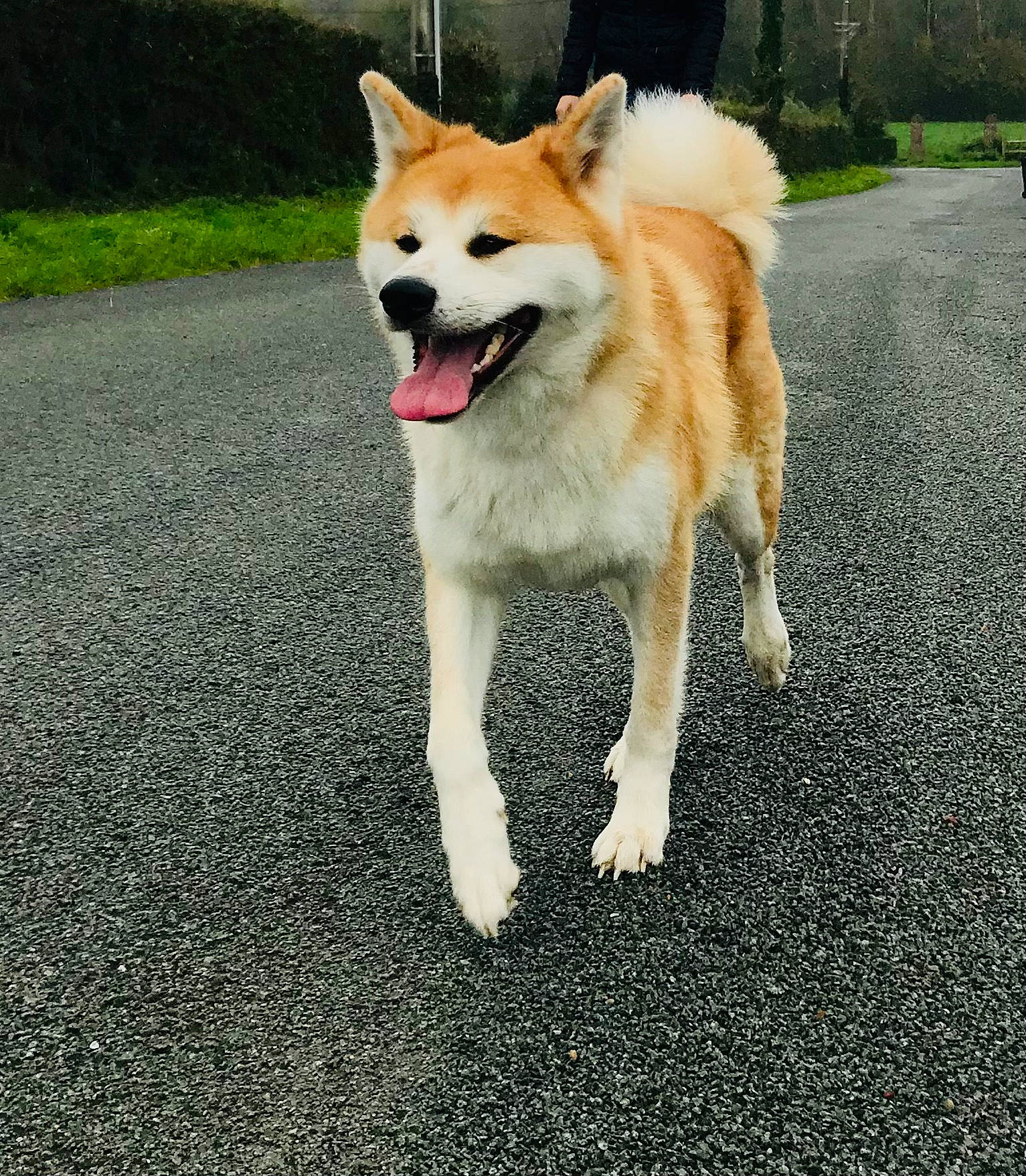 Daisuki participe au concours pour gagner de l'argent avec cette photo : akita, akita_inu, ancient_dog_breeds, canaan_dog, canidae, carnivore, companion_dog, dog, dog_breed, finnish_spitz, hokkaido, icelandic_sheepdog, mammal, norwegian_buhund, shiba_inu, spitz, sporting_group, tail, vertebrate, working_dog