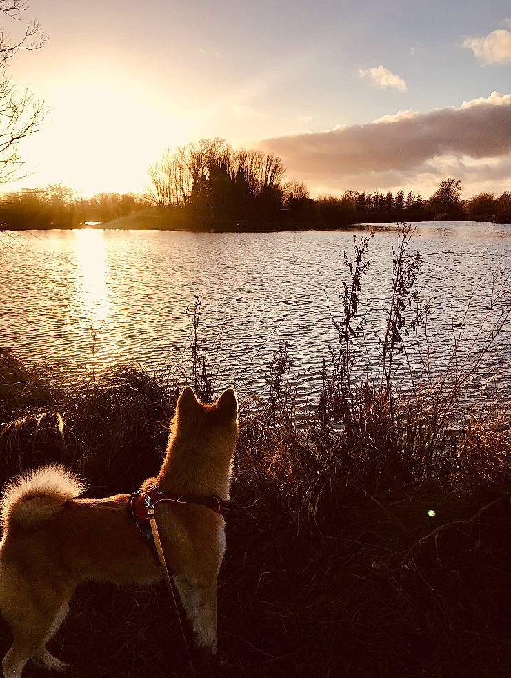 Daisuki participe au concours pour gagner de l'argent avec cette photo : backlighting, bank, canidae, carnivore, collar, dog, dog_breed, dusk, evening, lake, loch, morning, natural_landscape, reflection, reservoir, shiba_inu, sporting_group, sunlight, sunrise, sunset