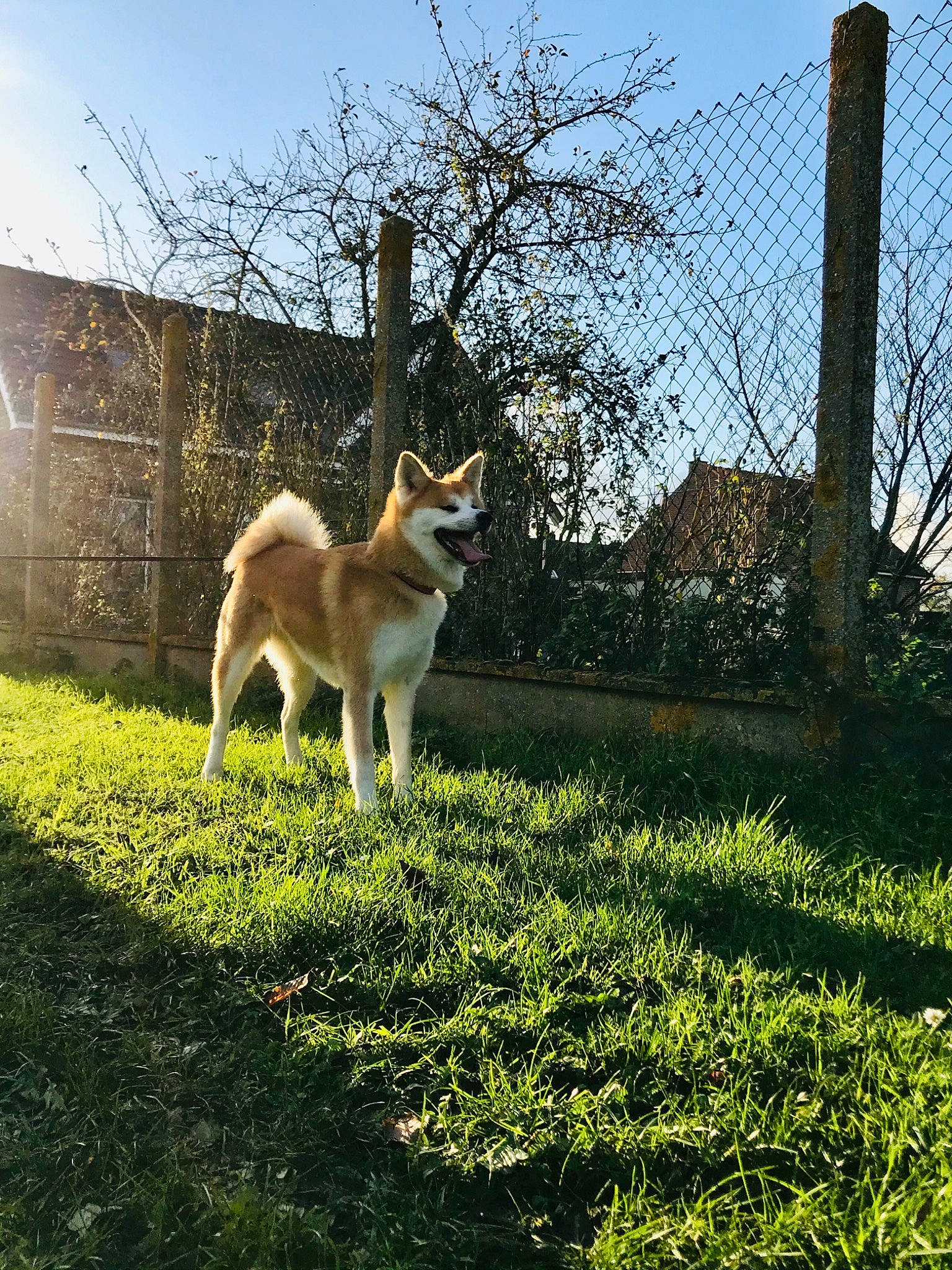Daisuki participe au concours pour gagner de l'argent avec cette photo : akita, akita_inu, canidae, carnivore, companion_dog, dog, dog_breed, fawn, grass, mammal, norwegian_buhund, norwegian_lundehund, plant, siberian_husky, sky, sporting_group, tail, tree, vertebrate, wildlife