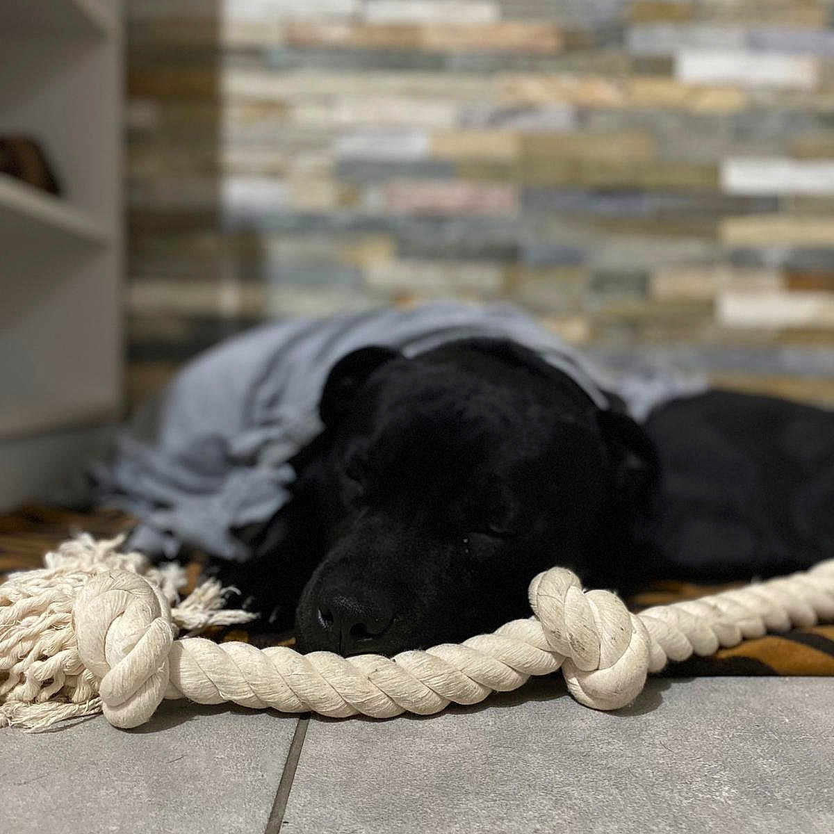 Loki participe au concours pour gagner de l'argent avec cette photo : animal, black_dog, blanket, calm, canine, closeup, cozy, dog, domestic_animal, fur, home_interior, indoor, laying_down, pet, quiet, resting, rope_toy, sleeping, stone_wall, tile_floor