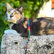 Ruby a rejoint le concours — aidez-le/la à gagner de superbes lots ! cat, calico_cat, outdoor, stone, leash, yellow_eyes, fur, texture, greenery, blurred_background, curious, animal, pet, resting, nature, closeup, portrait, whiskers, ears, sunlight