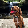 dog, curly_hair, waterfall, rock, tongue_out, outdoor, nature, greenery, collar, happy, pet, canine, smiling, sunlight, forest, water, animal, scenic, summer, relaxation